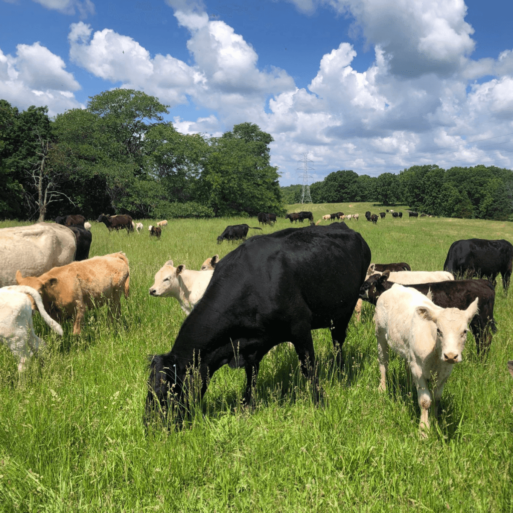 Di Balik Piring Kita: Kisah Persiapan Peternak Menyambut Gelombang Konsumsi 2026