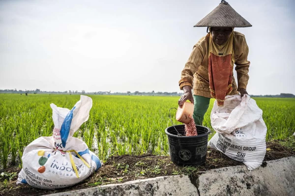 Di Balik Panen yang Berlimpah: Ketika Petani Harus Berjuang Mendapatkan Pupuk di Akhir Siklus Tanam 2025