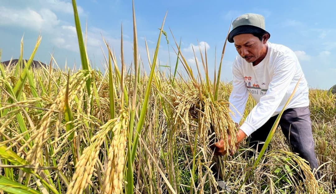 Mengapa Bantuan Akhir Tahun Ini Bisa Jadi Titik Balik Bagi Petani Indonesia?