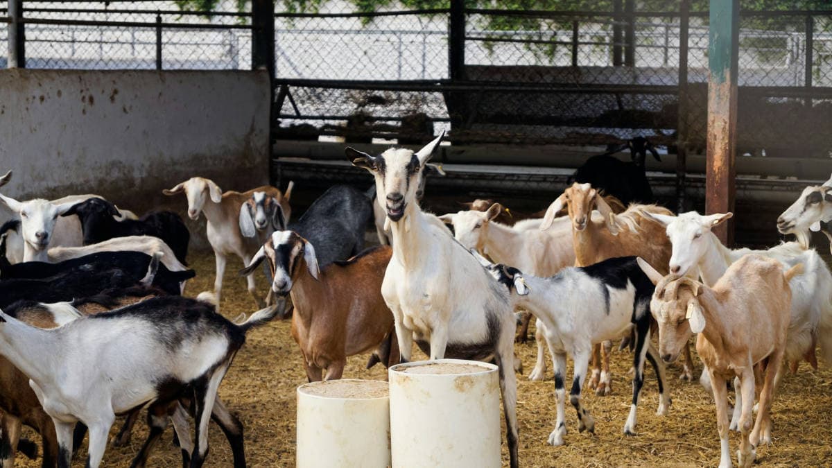 Mengapa Susu Kambing dari Jawa Barat Menjadi Tren Baru di Kalangan Urban? Kisah di Balik Kebangkitan Peternakan Lokal