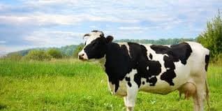 Dari Australia ke Cilacap: Kisah 1.383 Sapi Perah yang Bisa Ubah Nasib Peternakan Lokal