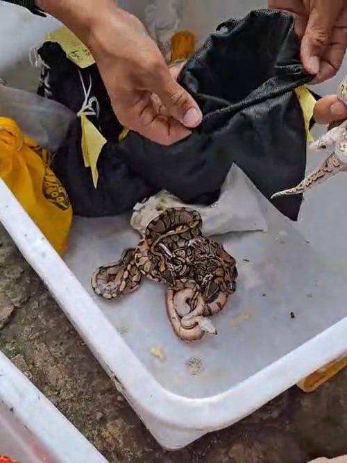 Di Balik Penangkapan Turis Rusia di Bali: Jejak Panjang Perdagangan Satwa Ilegal yang Mengancam Ekosistem