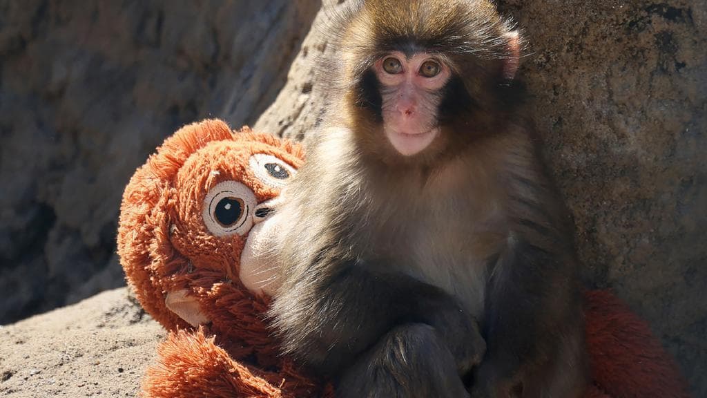 Dari Jepang ke Dunia: Bagaimana Seekor Bayi Monyet Mengubah Strategi Pemasaran IKEA dalam Semalam