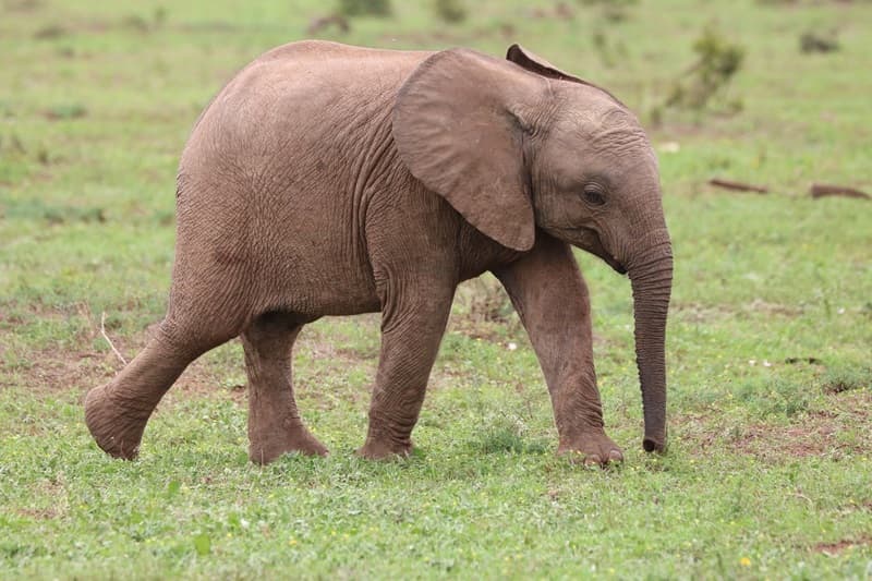Ketika Video Gajah Terjebak Menjadi Cermin: Antara Viralitas dan Tanggung Jawab Digital Kita