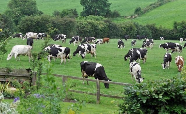 Ketika Sapi dan Ayam Menjadi Pahlawan: Mengurai Dampak Peternakan di Piring Kita