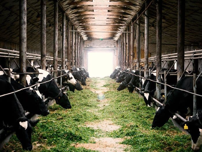 Mengapa Peternakan Modern Bukan Lagi Sekadar Ladang, Tapi Lahan Inovasi yang Menggiurkan?